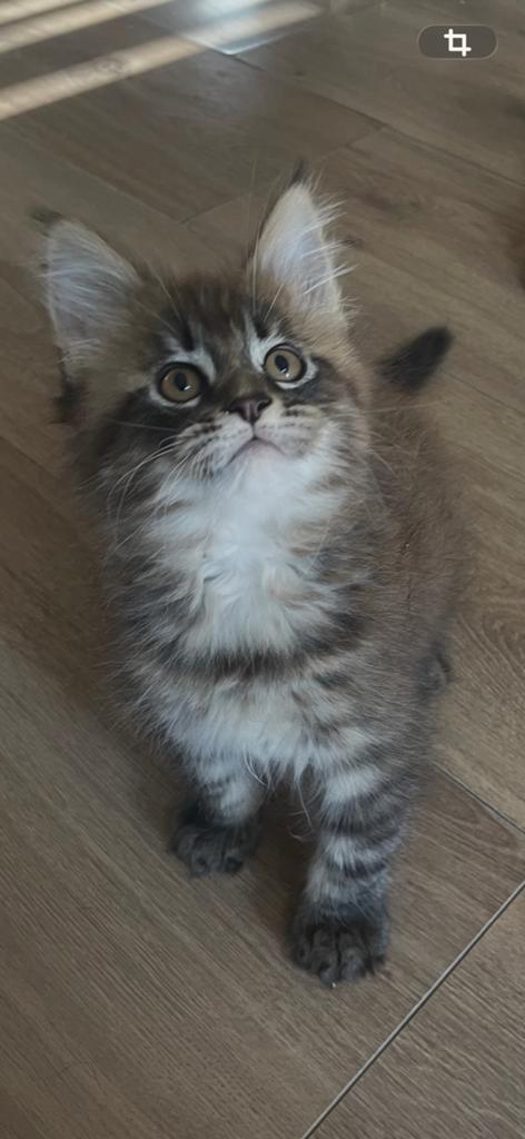 Mainecoon kitten Russische lijn, Dieren en Toebehoren, Poes, Gechipt