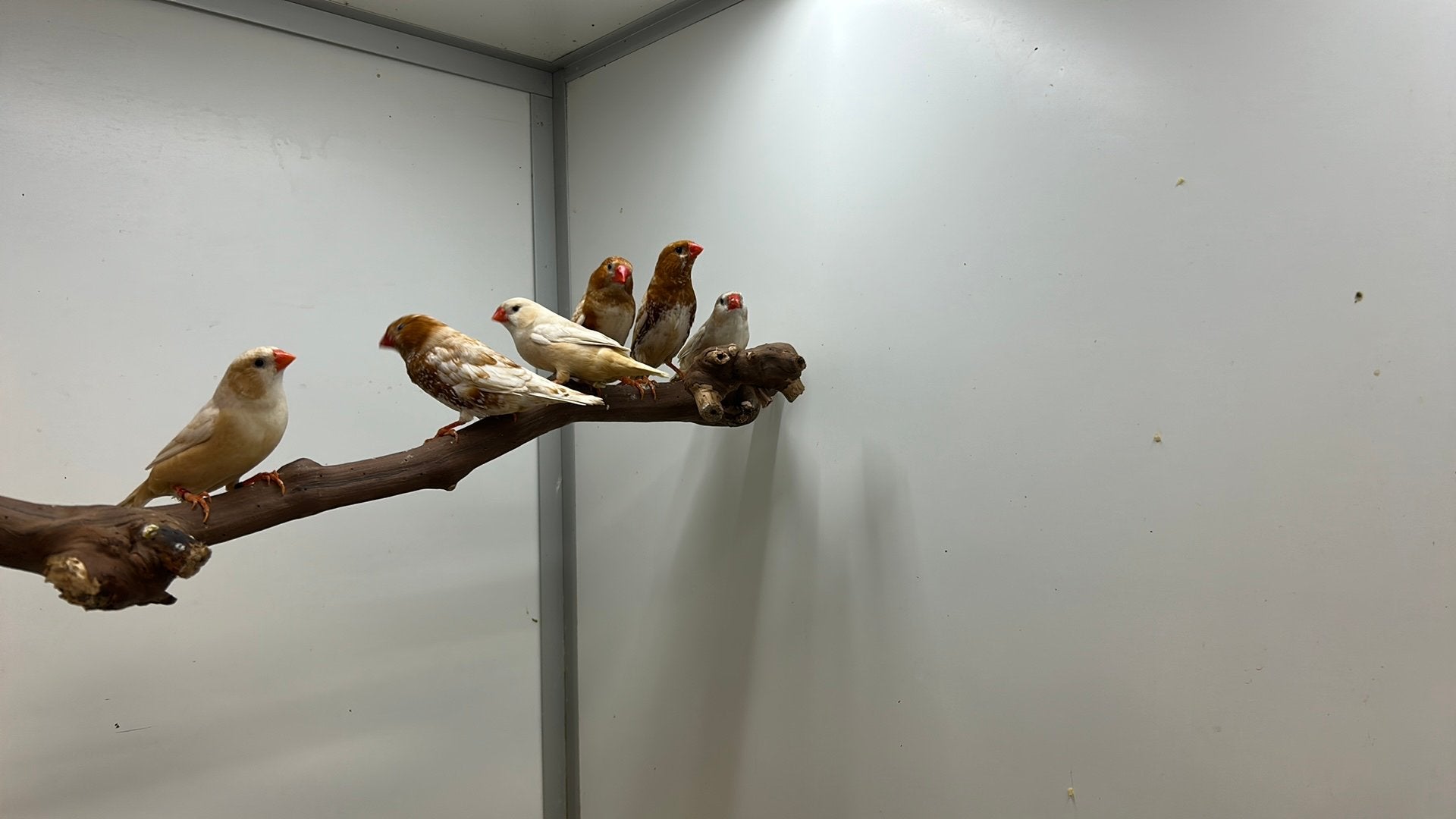 Zebravinken Oranjerug Isabel, Meerdere dieren