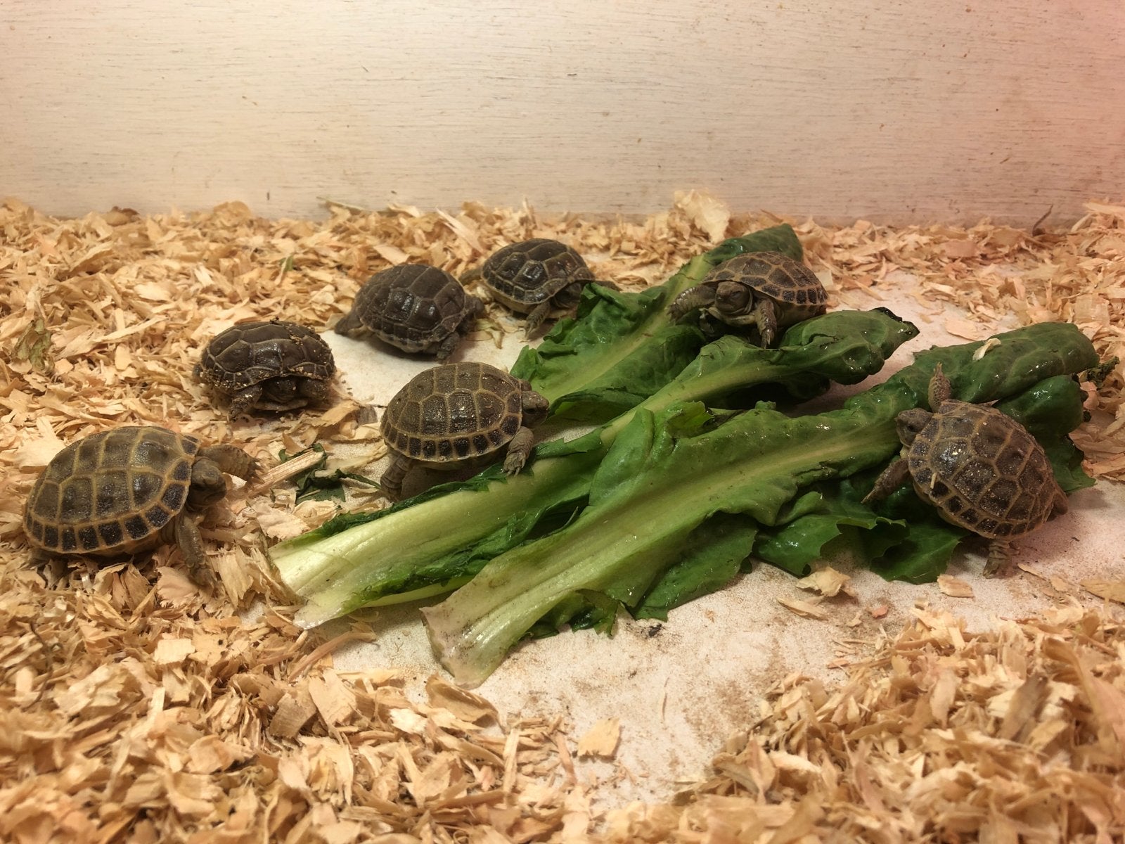 Landschildpad Vierteen Agrionemys Horsfieldi Tortoise photo 4