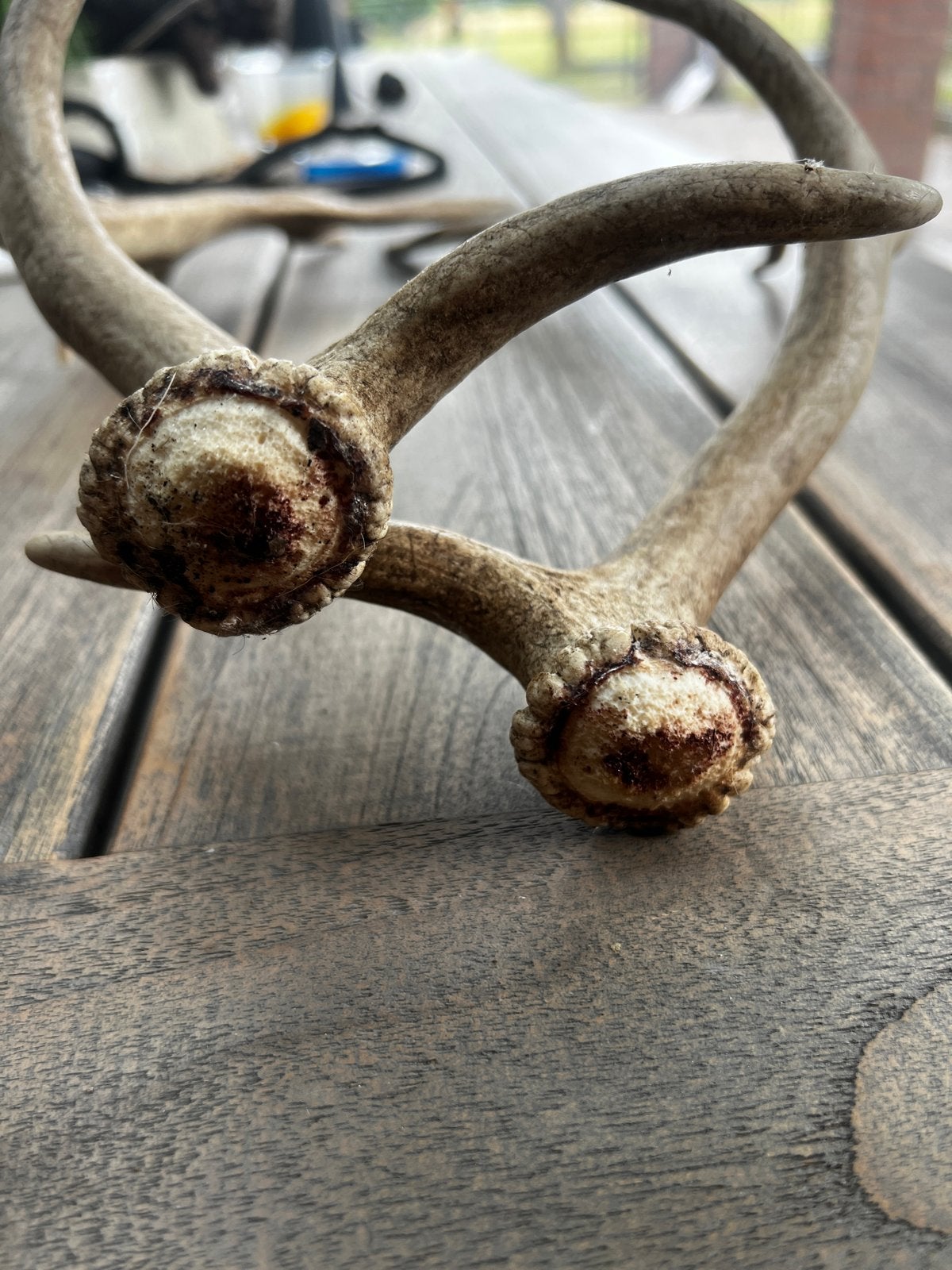Echt gewei van een damhert, Brocante, Beige, Nieuw, Ophalen of Verzenden
