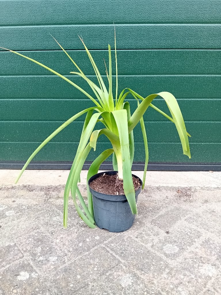 Kniphofia Northiae, Tuin en Terras, Overige soorten, Volle zon, Vaste plant, Ophalen of Verzenden