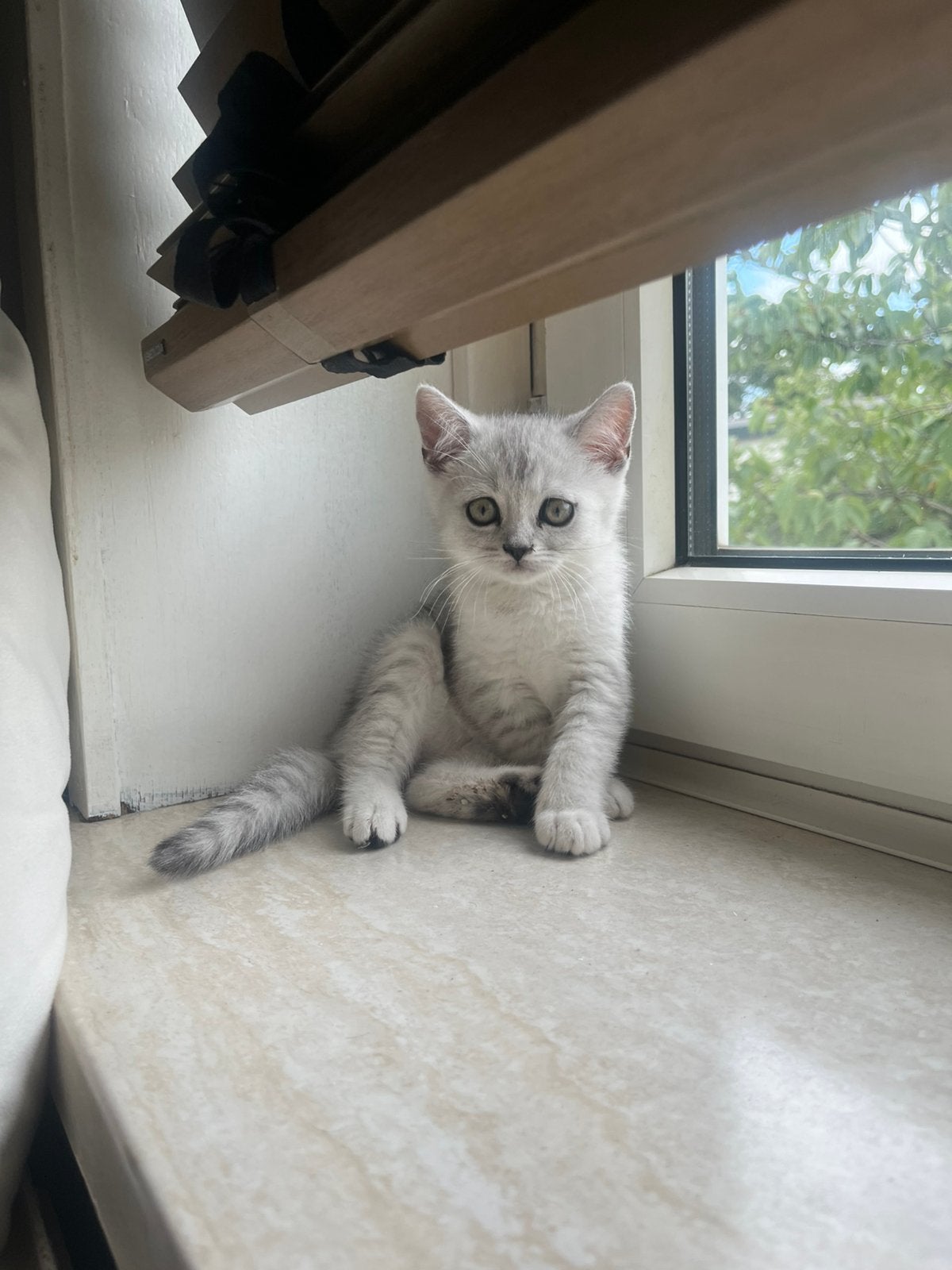 Britse korthaar kitten, 0 tot 2 jaar