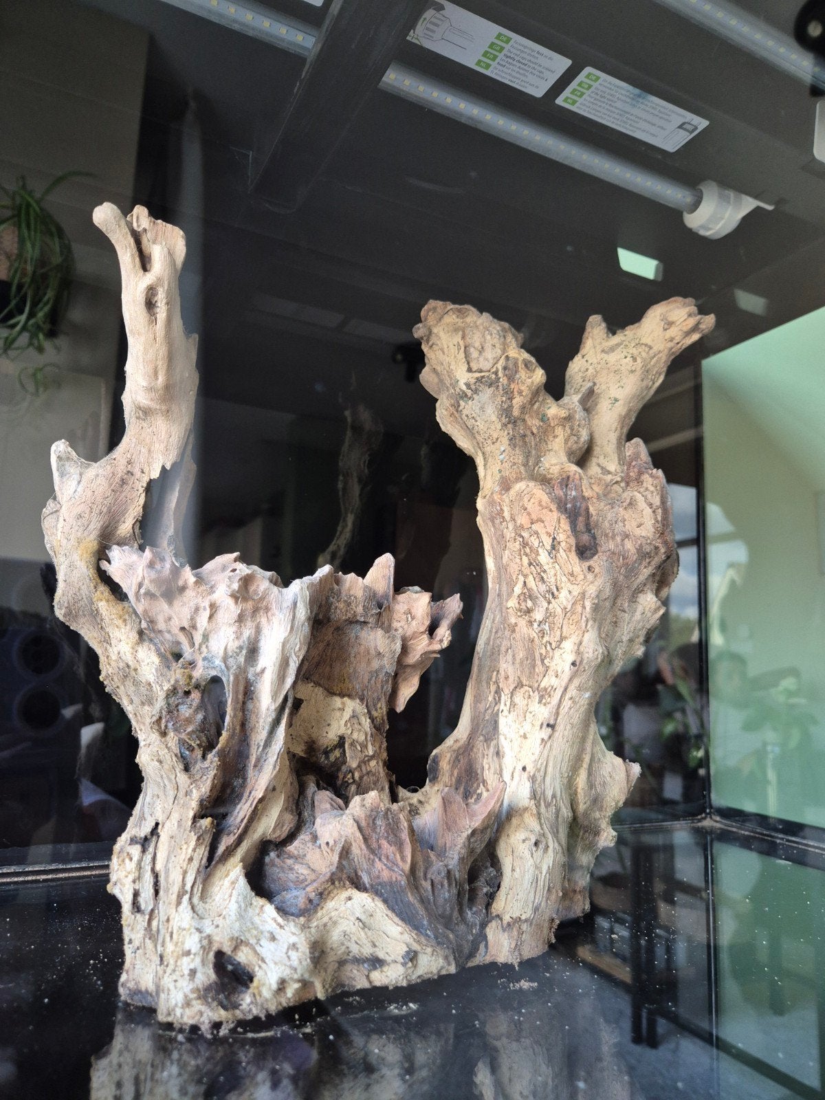 Aquarium hout en (lava)stenen, Ophalen, Gebruikt, Plant(en), Steen of Hout