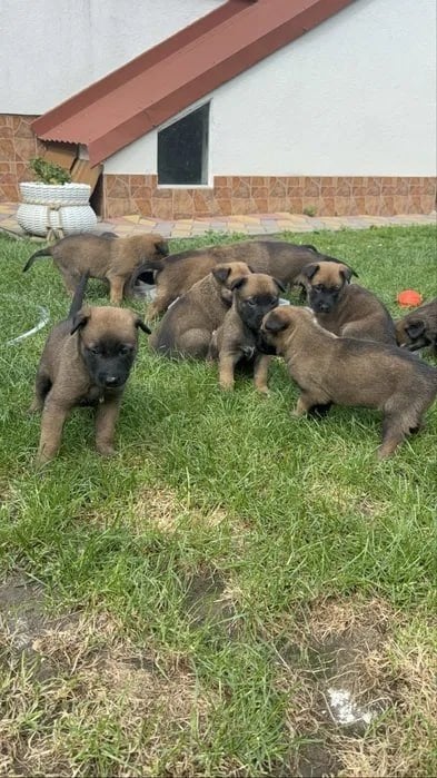 Prachtige Mechelse Herder puppy's zoeken een liefdevol thuis, Dieren en Toebehoren, 8 tot 15 weken, Meerdere, Meerdere dieren