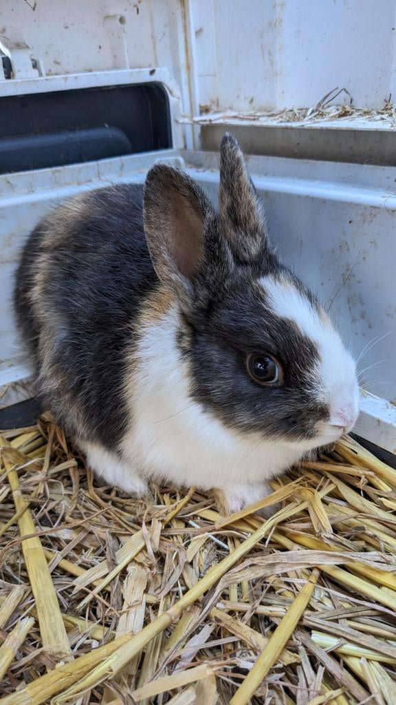 Drie kleurige dwerg konijntjes van 10 weken oud, Dieren en Toebehoren, Mannelijk, Dwerg