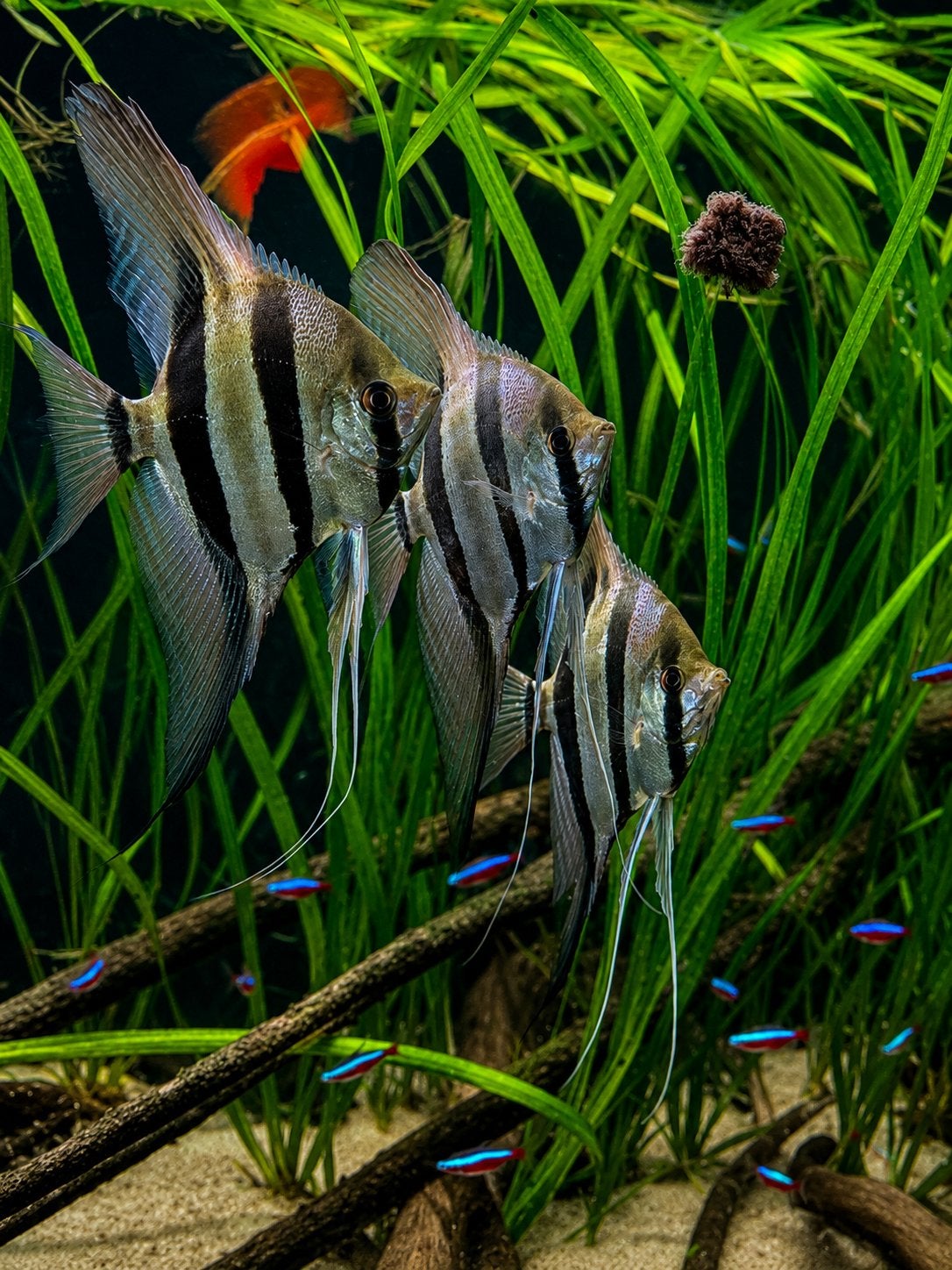 Pterophyllum Altum Orinoco top kwaliteit! 3 stuks, Vis