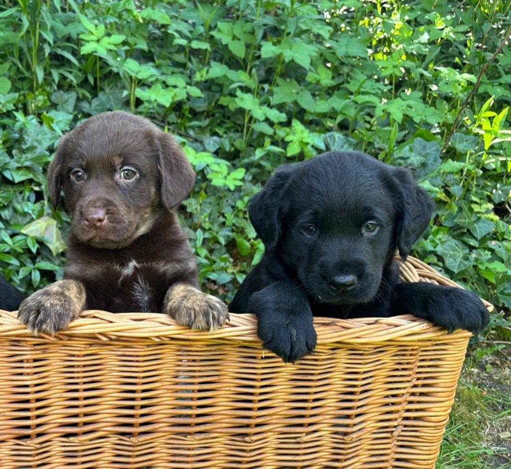 Lieve speelse Labrador x Friese stabij pups te koop, Dieren en Toebehoren, Nederland, Parvo, Overige rassen, 8 tot 15 weken