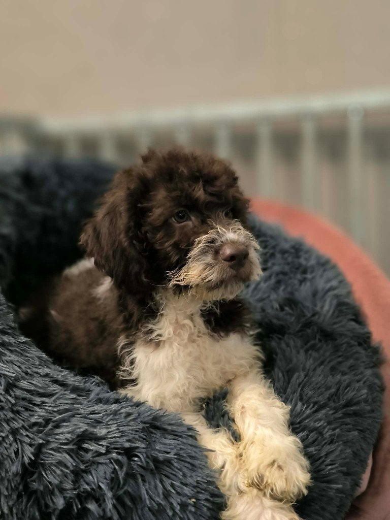Prachtige lagotto pupjes zoeken baasje!!, Parvo, België, Overige rassen, 8 tot 15 weken