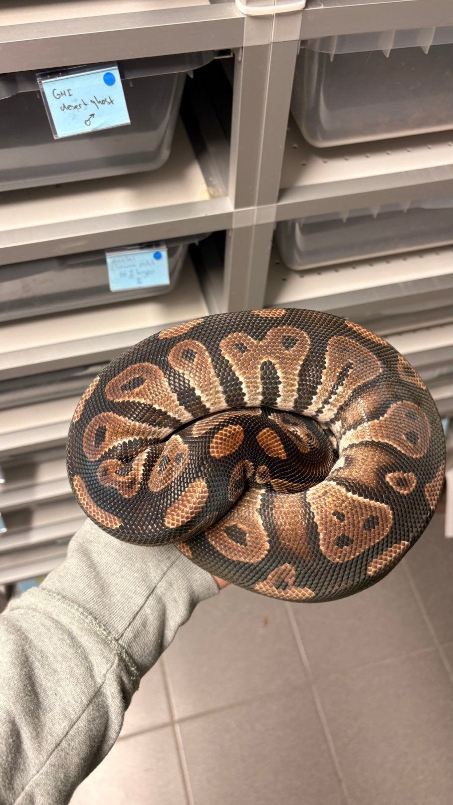 Black head 100% het desert ghost ball python, Dieren en Toebehoren, Slang