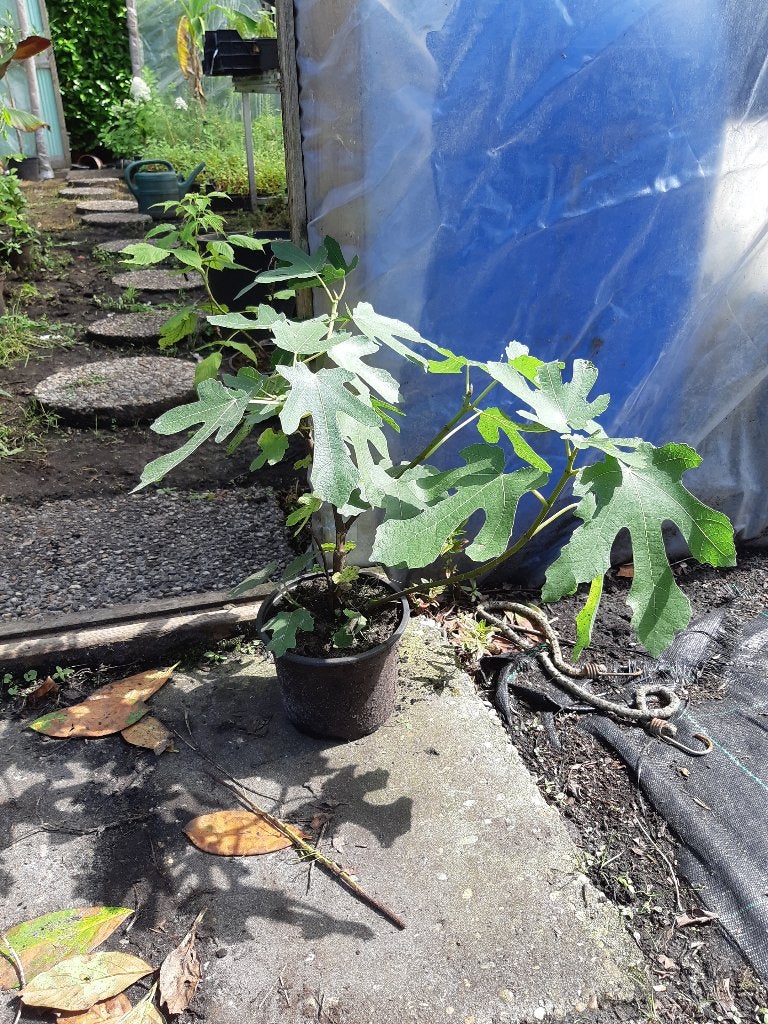 Ficus carica brown turkey, Tuin en Terras, Ophalen of Verzenden, Minder dan 100 cm, Vijgenboom, Lente