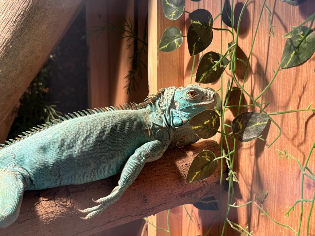 Groene leguaan, Dieren en Toebehoren, 0 tot 2 jaar