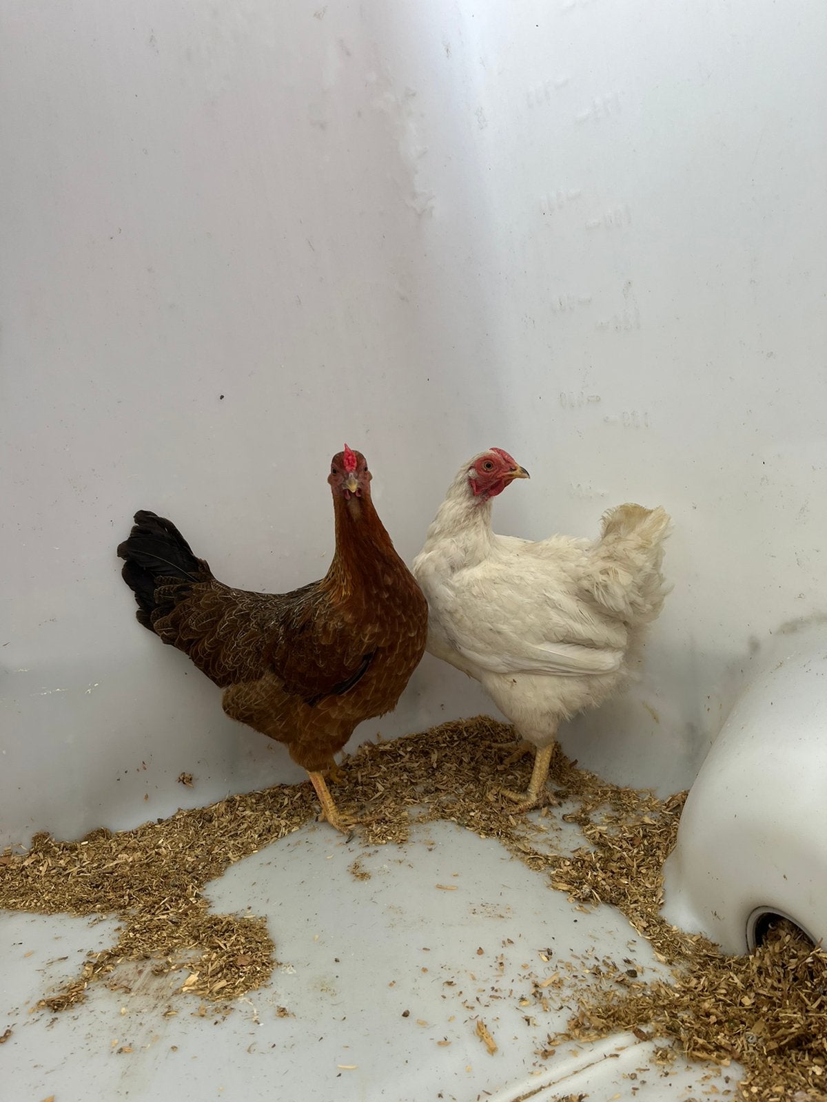 2 mooie prachtige hennen te koop, Dieren en Toebehoren