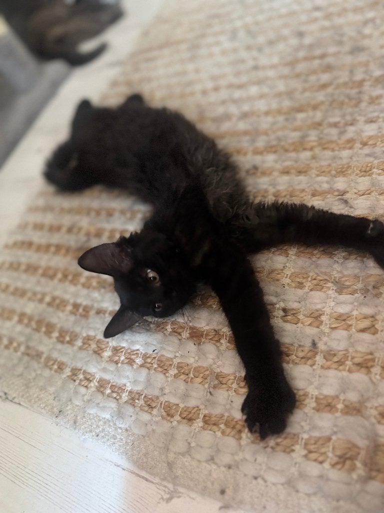 Langharige lumi opzoek naar baasje, Poes, Ontwormd, 0 tot 2 jaar