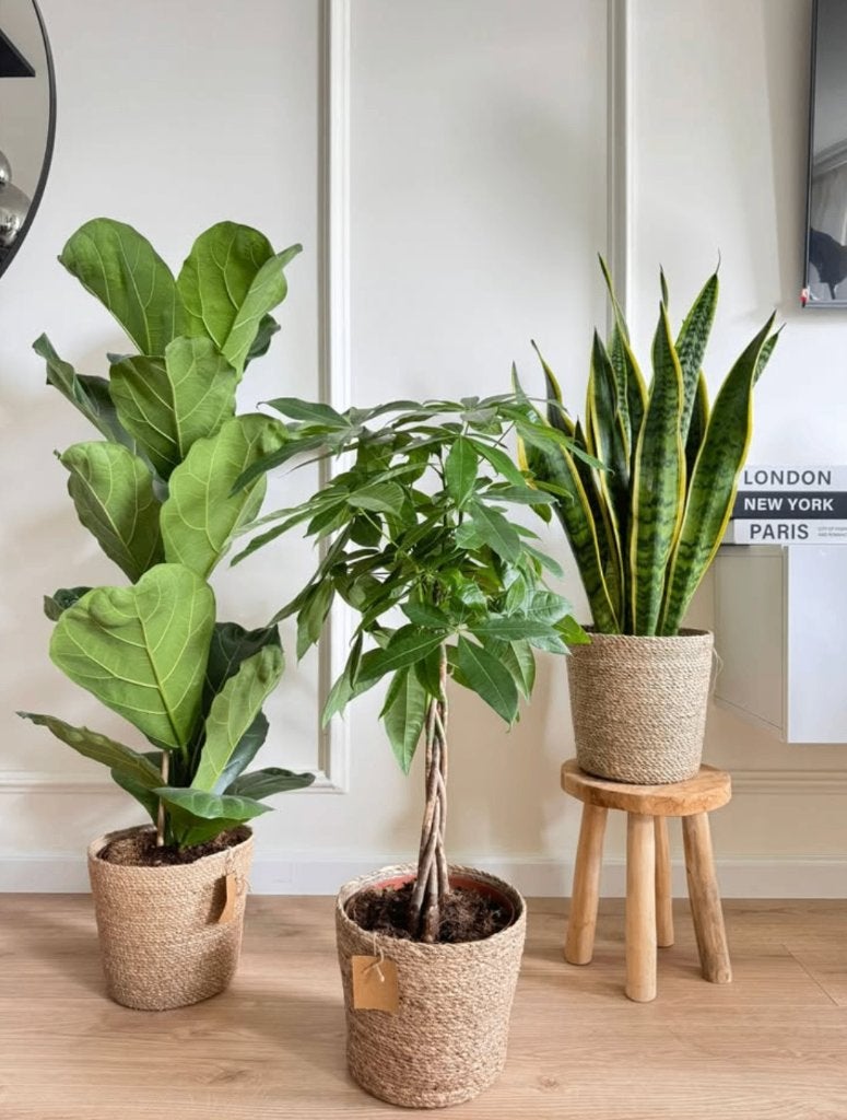 3 for 120-Ficus Lyrata, Pachira, Sanseveria, Ficus, In pot, Minder dan 100 cm, Halfschaduw
