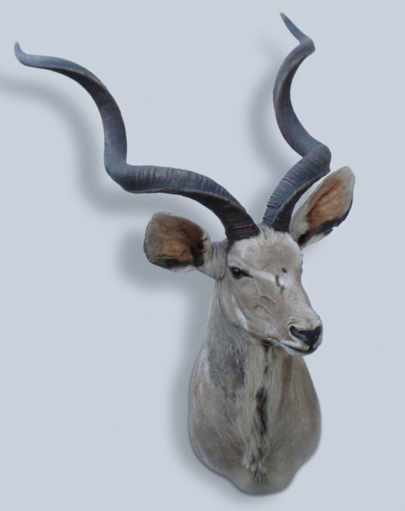 Grote opgezette kop Afrikaanse KUDU antilope, Verzamelen, Ophalen, Gebruikt, Wild dier, Opgezet dier