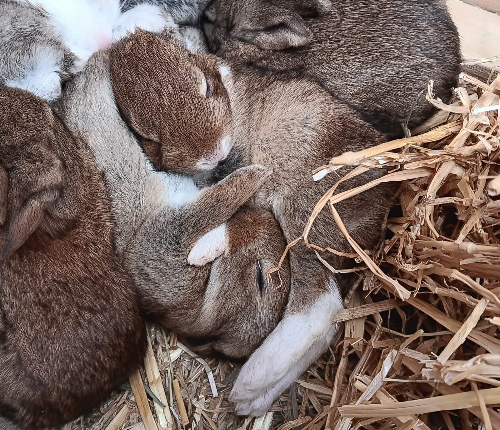 Vlaamse reus jongen, Meerdere dieren, Groot, 0 tot 2 jaar