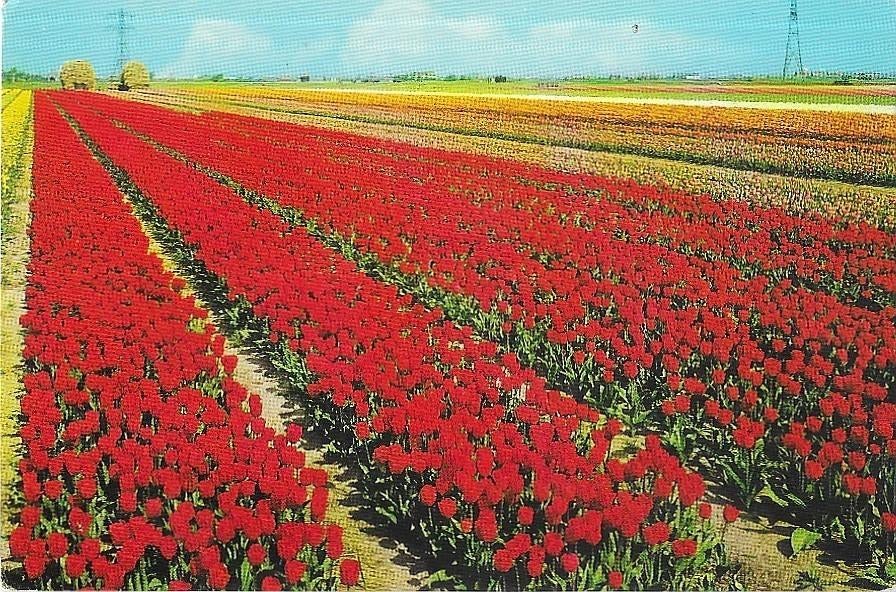 AK Bollenvelden - Holland in bloementooi (b), Verzenden, 1960 tot 1980, Ongelopen, Natuur