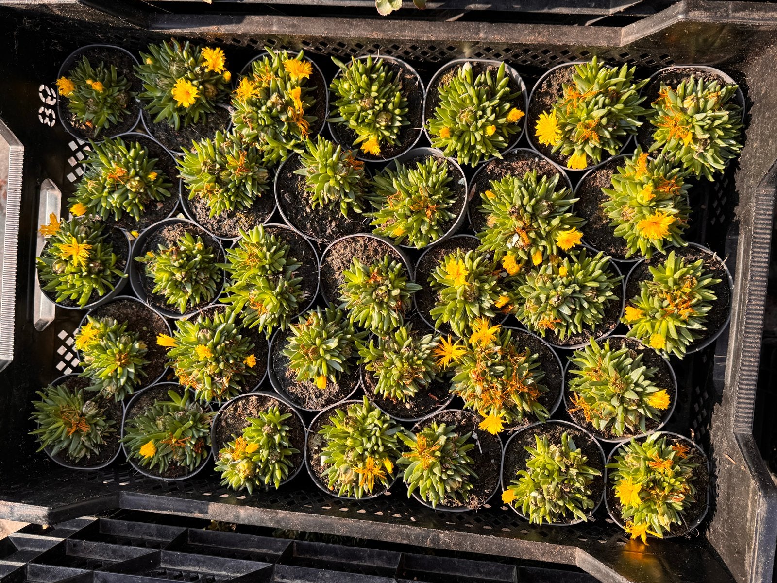 Foto 7 van Rotsplanten: 30 soorten,10 voor €10, sempervivum, sedums enz