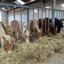 Aangeboden:Groepshuisvesting pony >155cm, Dieren en Toebehoren, Stalling en Weidegang, Weidegang, 2 of 3 paarden of pony's