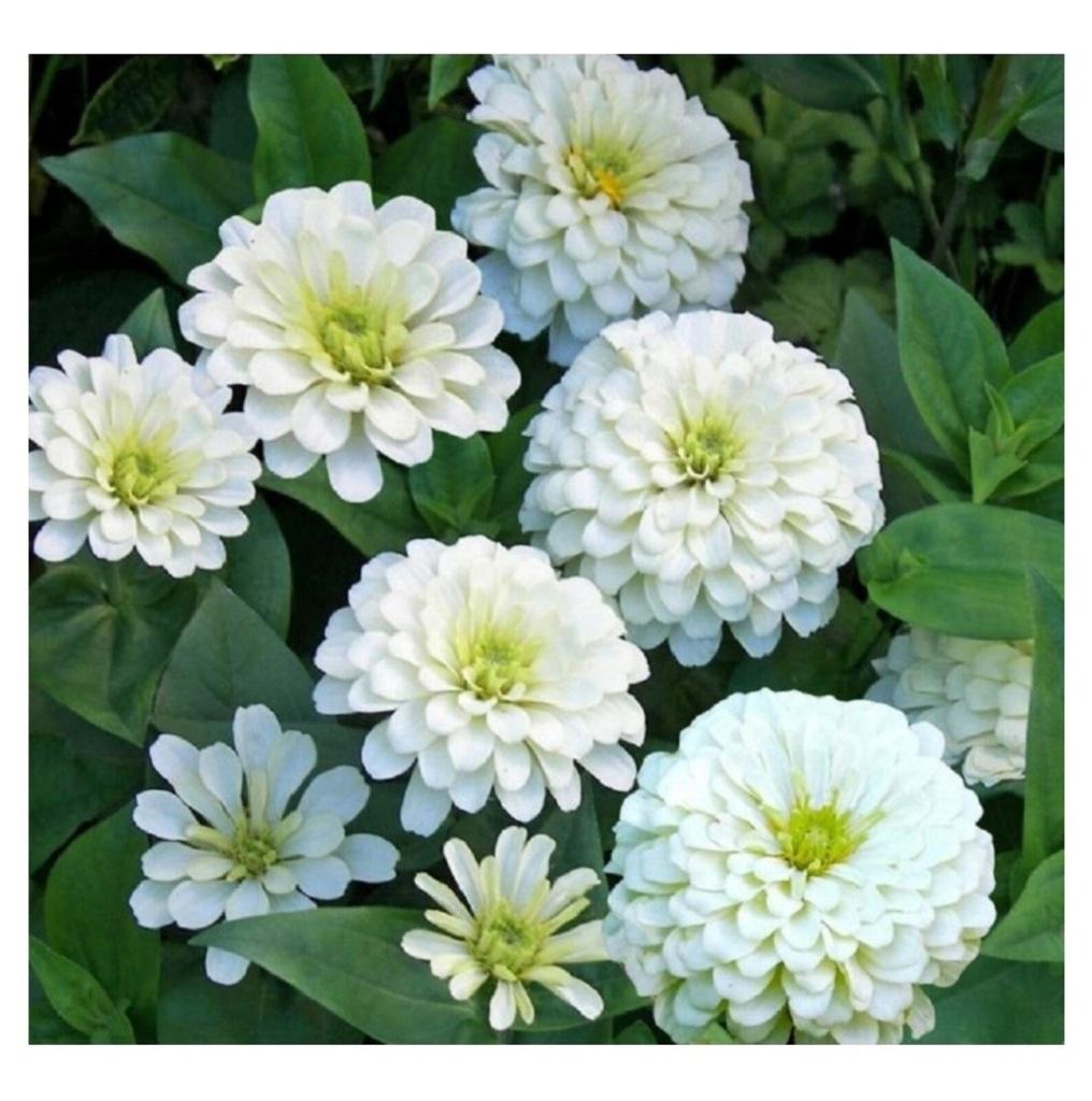 Zaden Zinnia elegans Polar bear, Verzenden, Volle zon