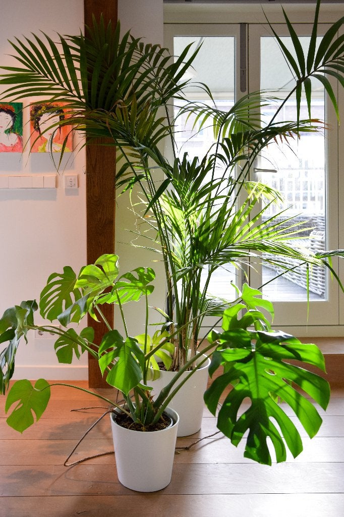 Grote kamerplant (Kentia palm OF Monstera gatenplant), Ophalen, Palm, In pot, Minder dan 100 cm