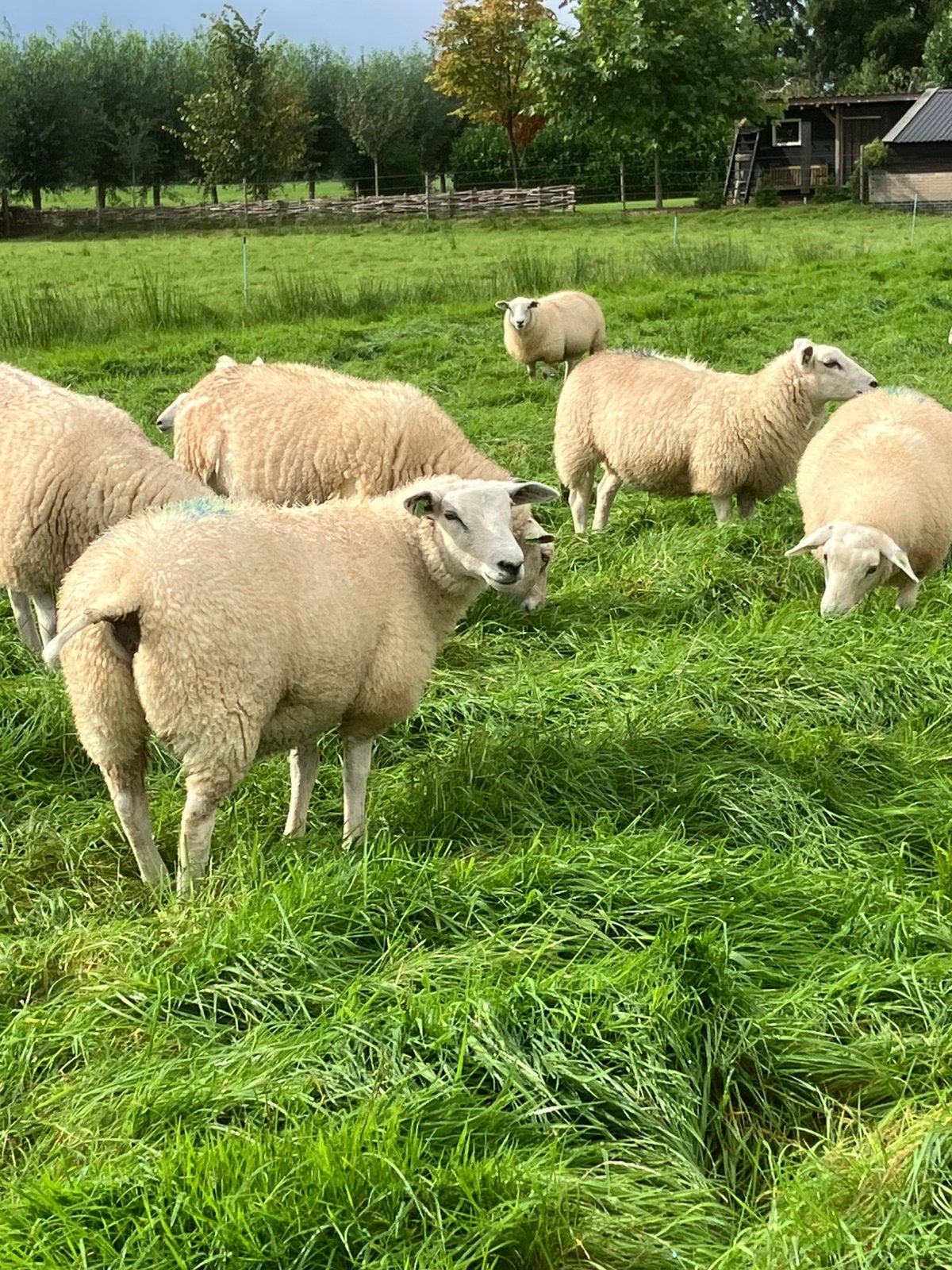 Swifterooilammeren, Meerdere dieren, Schaap, 0 tot 2 jaar