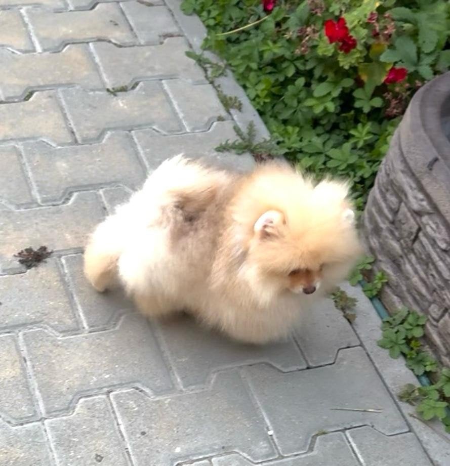 Pomerian Pomeriaan Dwergkees puppy, 15 weken tot 1 jaar, Overige rassen, Buitenland, Meerdere