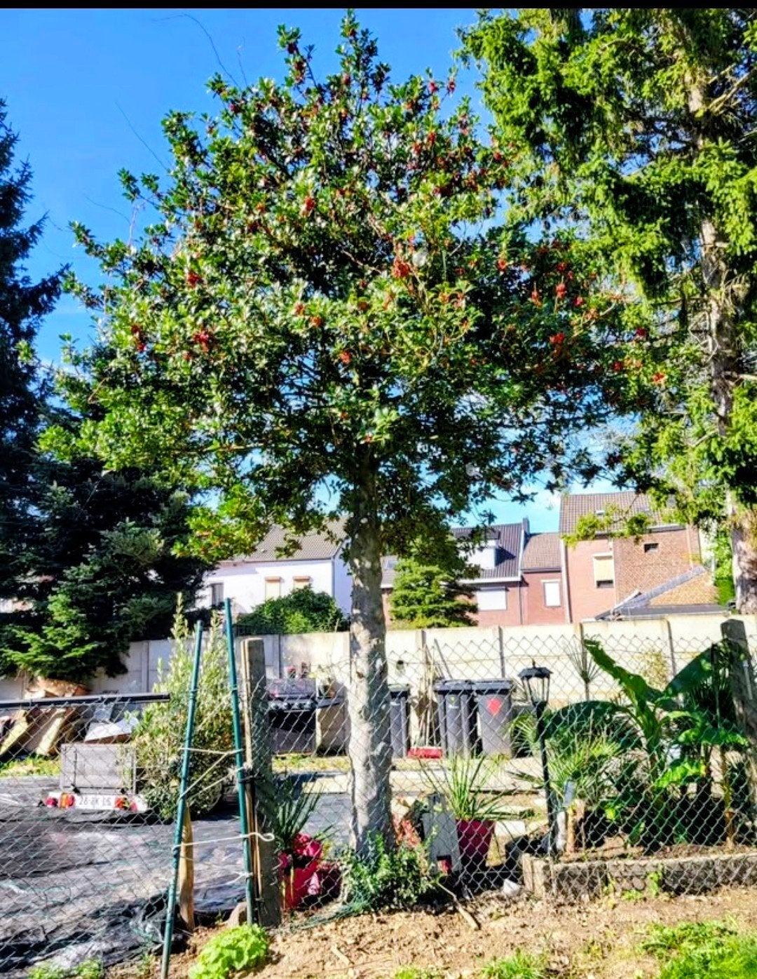 Grote Hulst (Ilex aquifolium) - Gratis af te halen, Ophalen, Herfst, Halfschaduw, Overige soorten