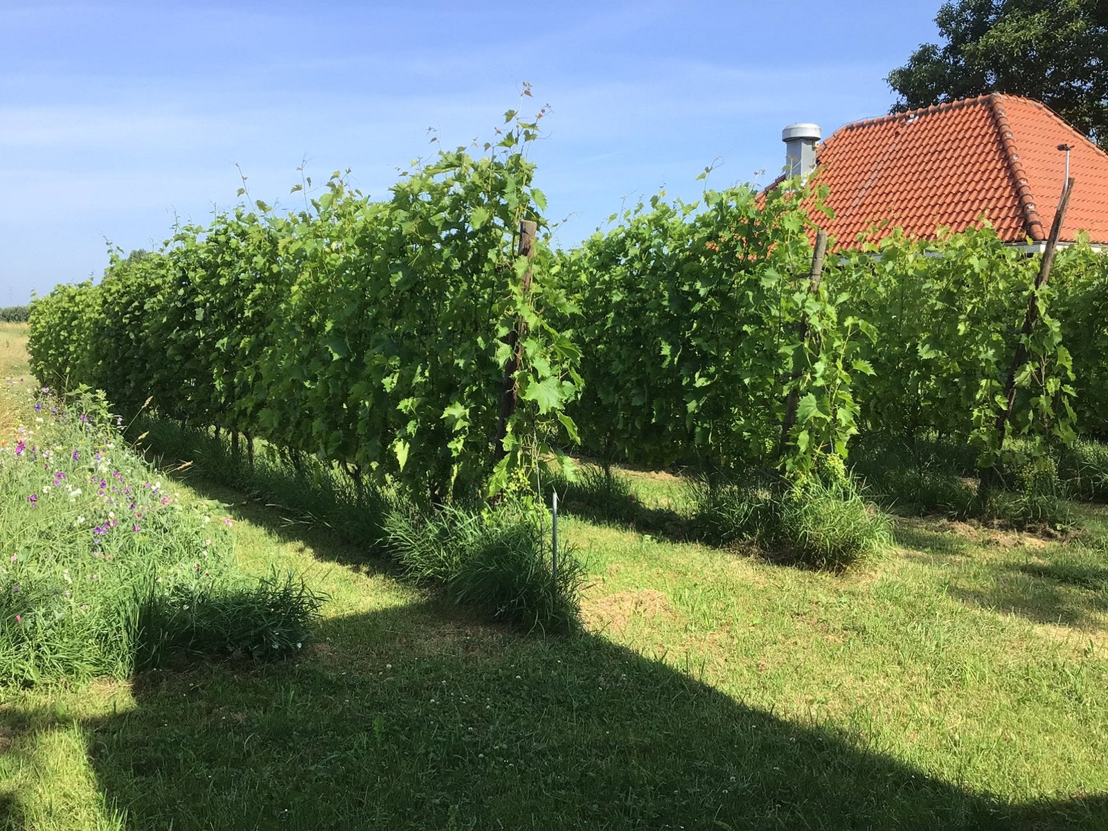 Druiven, wijn, plukken, CABERNET CORTIS en SAUVIGNON GRIS., Ophalen, Overige soorten