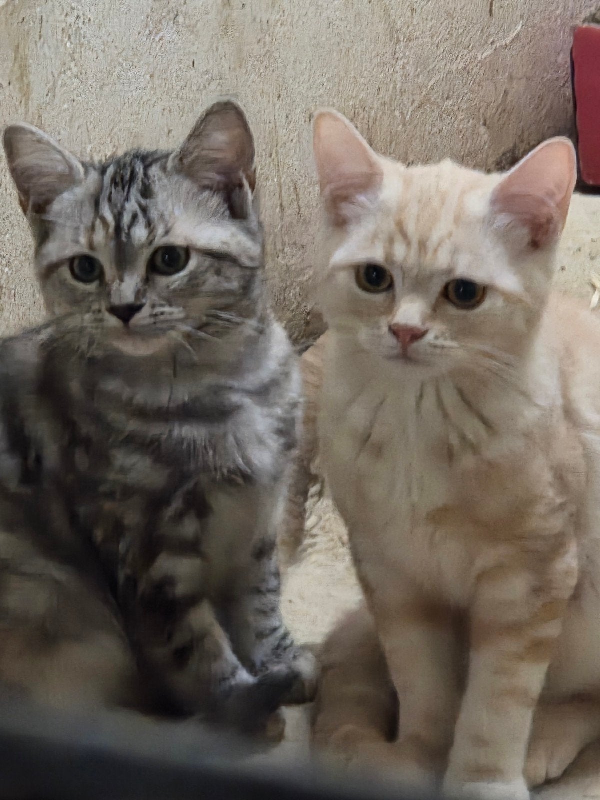 supermooie Brits korthaar kittens, Kater, Ontwormd