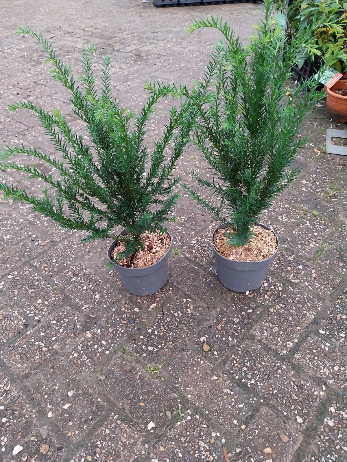 Taxus Baccata - Ideaal voor haag of solitair, Tuin en Terras, Vaste plant, Bloeit niet, Halfschaduw, Ophalen