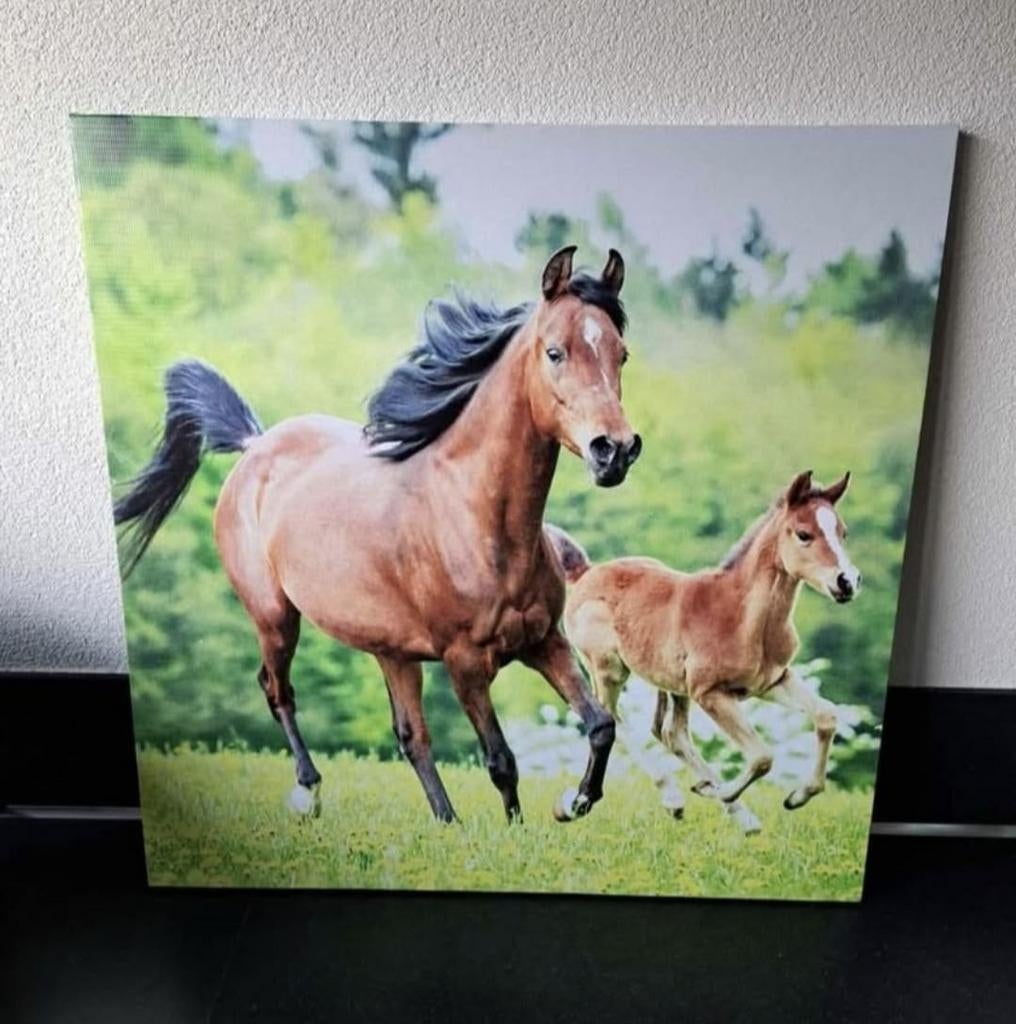 Paarden Canvas maat 50x50, Ophalen of Verzenden, Zo goed als nieuw