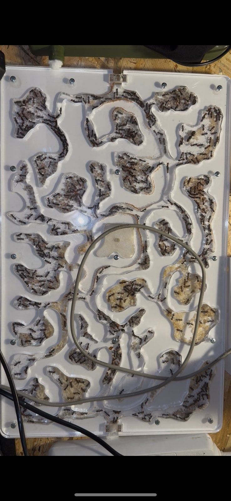 Irodomyrmex purpureus(meat ants) setup, Mieren