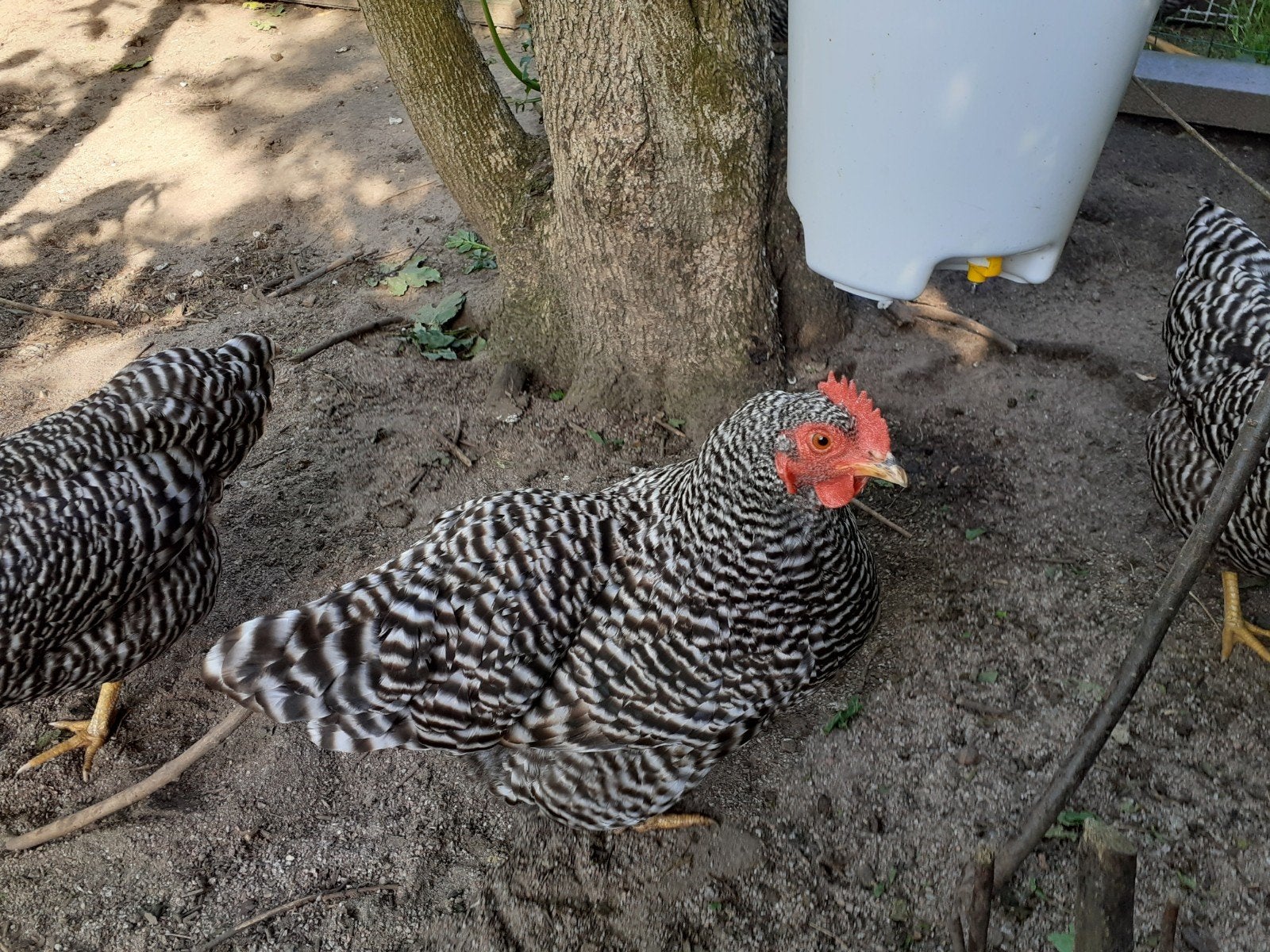 Amrock kriel hennen, Dieren en Toebehoren, Pluimvee, Vrouwelijk, Kip