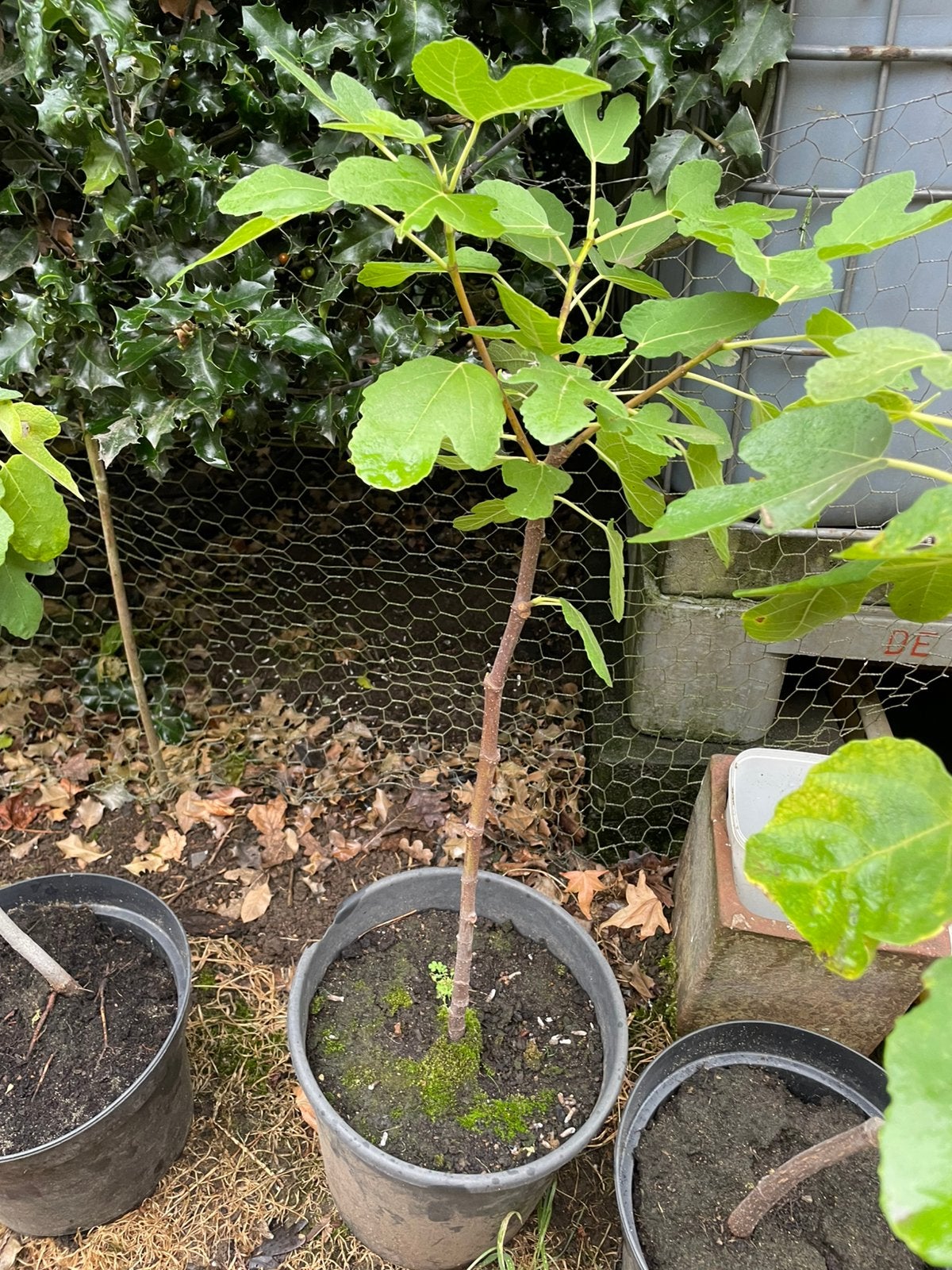 Biologische Vijgenboom Brown Turkey, Ophalen, Minder dan 100 cm, Volle zon, In pot