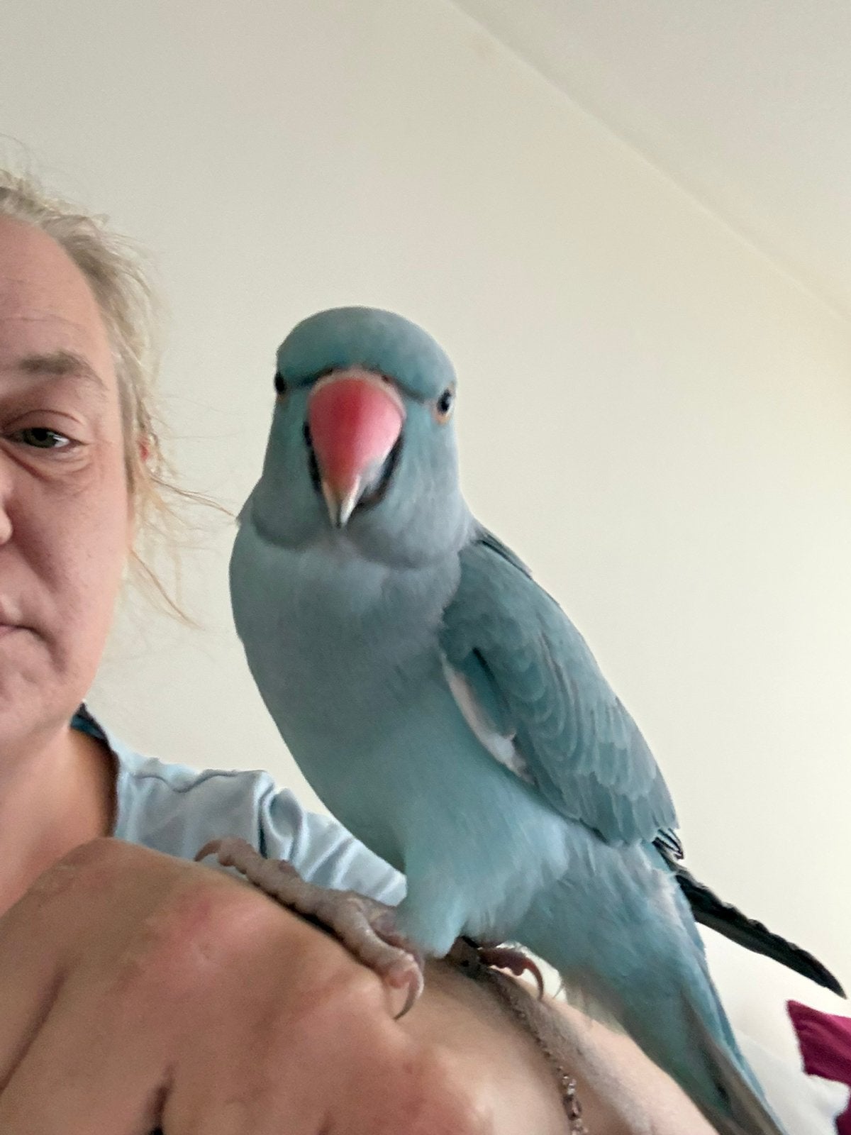 Blauwe halsband parkiet, Dieren en Toebehoren, Vogels | Parkieten en Papegaaien, Geslacht onbekend, Parkiet, Geringd