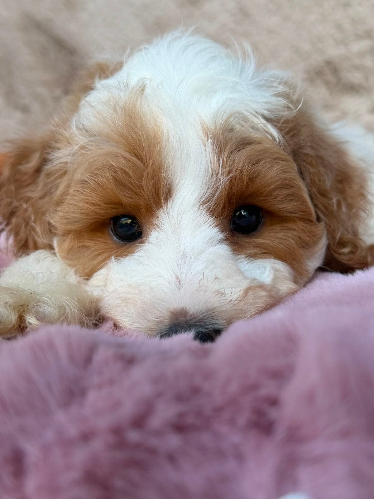 Australian labradoodle pups mini, Overige rassen, 8 tot 15 weken, Meerdere, Meerdere dieren