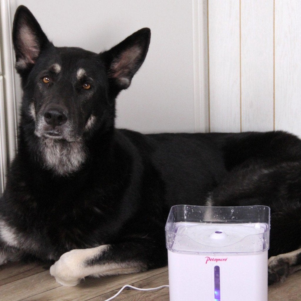 RefreshMe Automatische Drinkfontein voor de hond, Ophalen of Verzenden, Nieuw