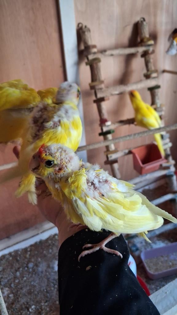 Jonge tamme kakariki's, Dieren en Toebehoren, Meerdere dieren, Parkiet, Tam