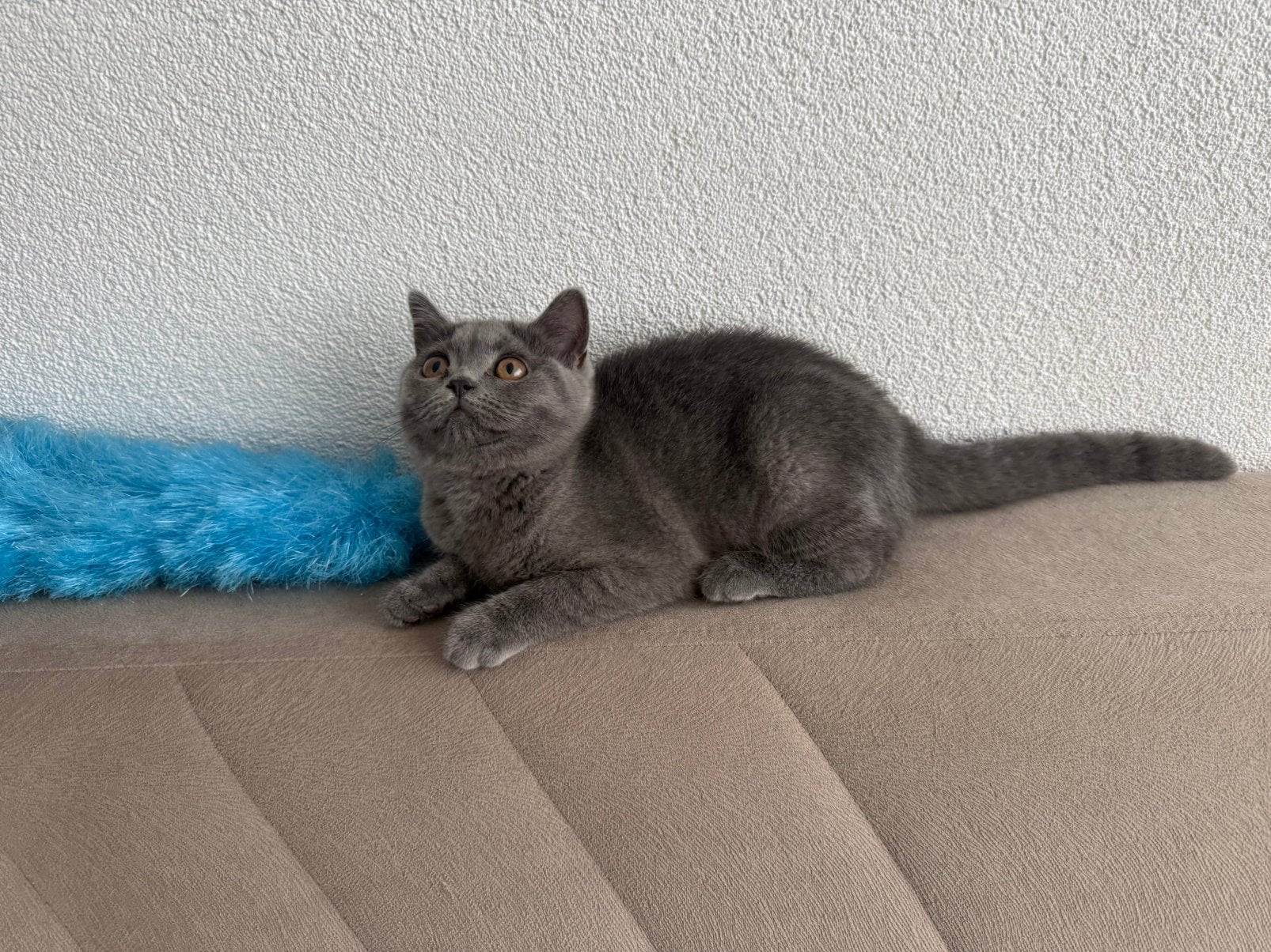 Raszuiver britse korthaar kitten, Poes, Ontwormd, 0 tot 2 jaar
