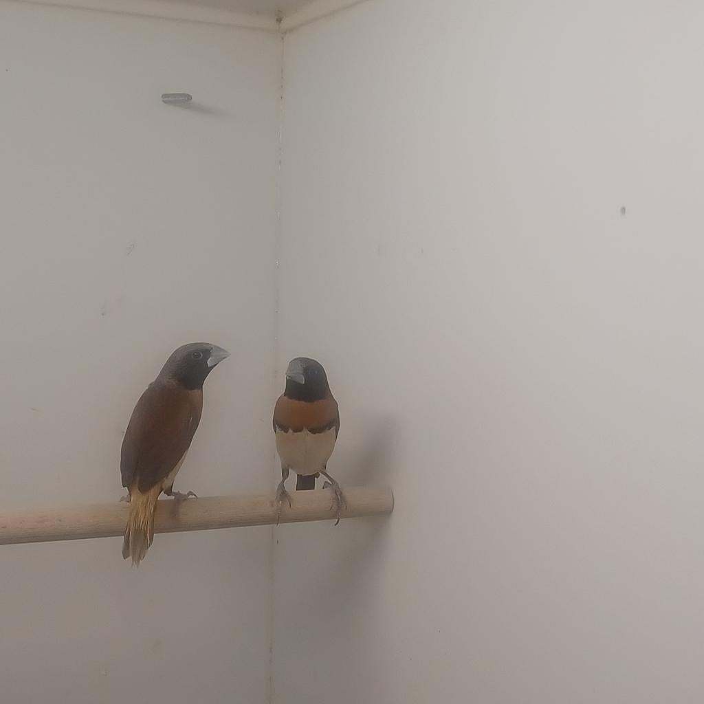 Bruinborstrietvink, Dieren en Toebehoren, Meerdere dieren