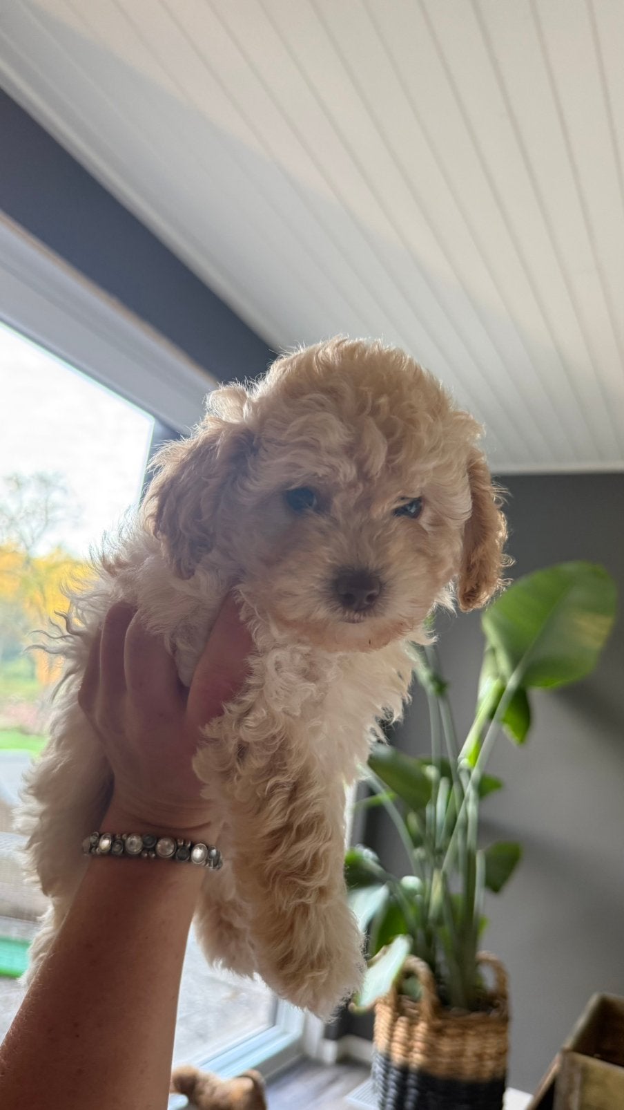 Prachtige Maltipoo pups - nog 1 teefje beschikbaar, 8 tot 15 weken, Meerdere, Meerdere dieren, Klein