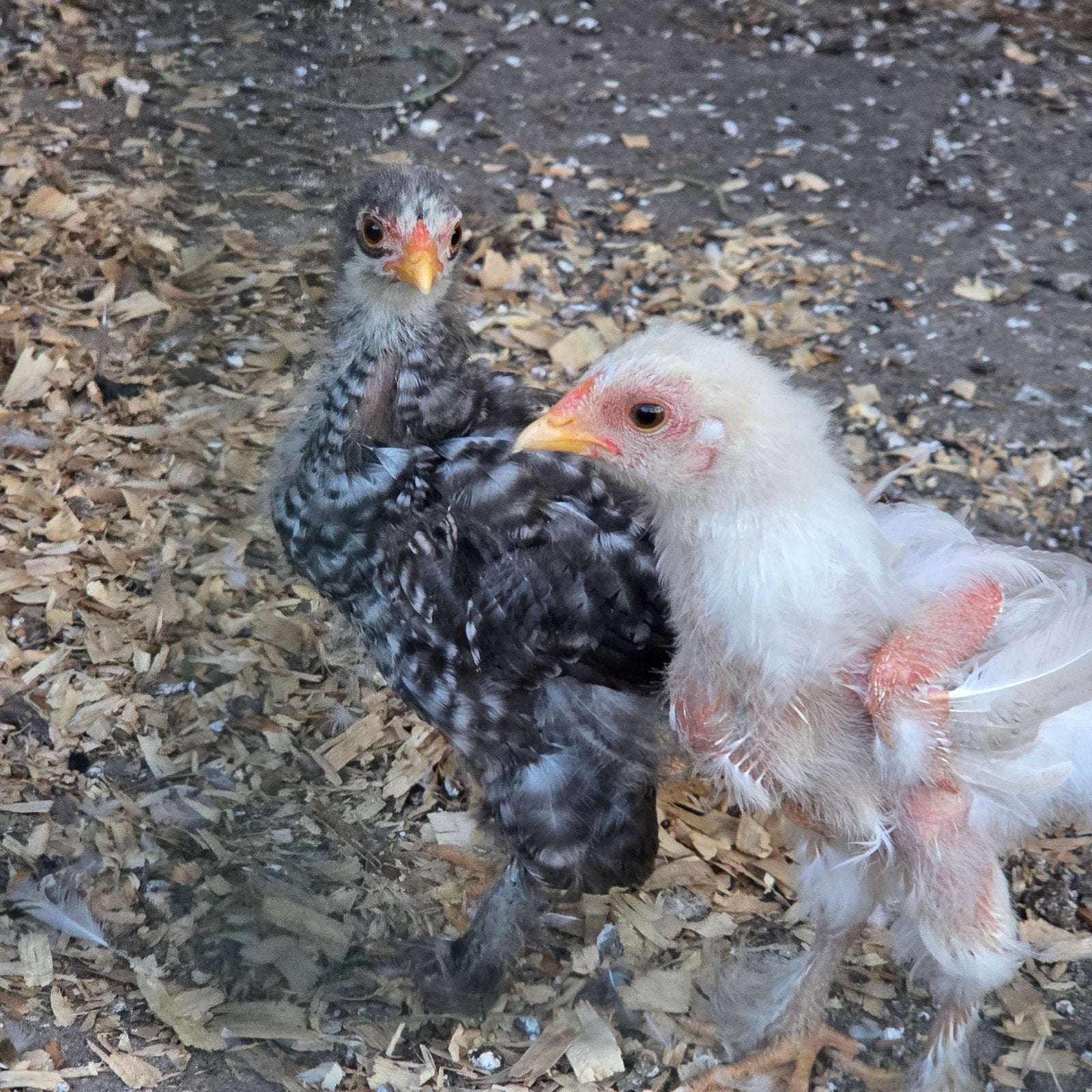 haan/hen, Meerdere dieren, Kip