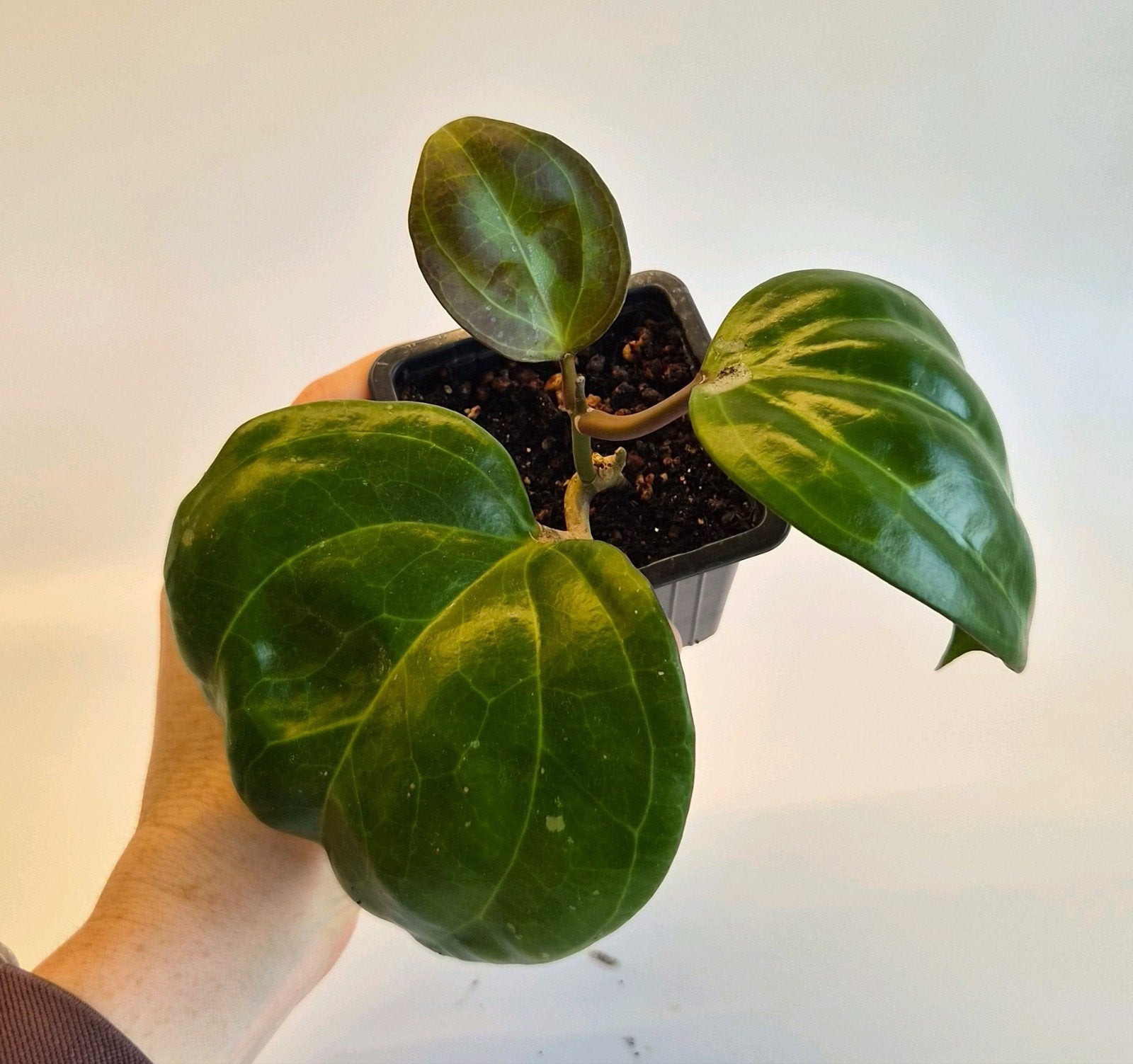 Hoya Sarawak, Huis en Inrichting, Ophalen of Verzenden, Halfschaduw, Minder dan 100 cm