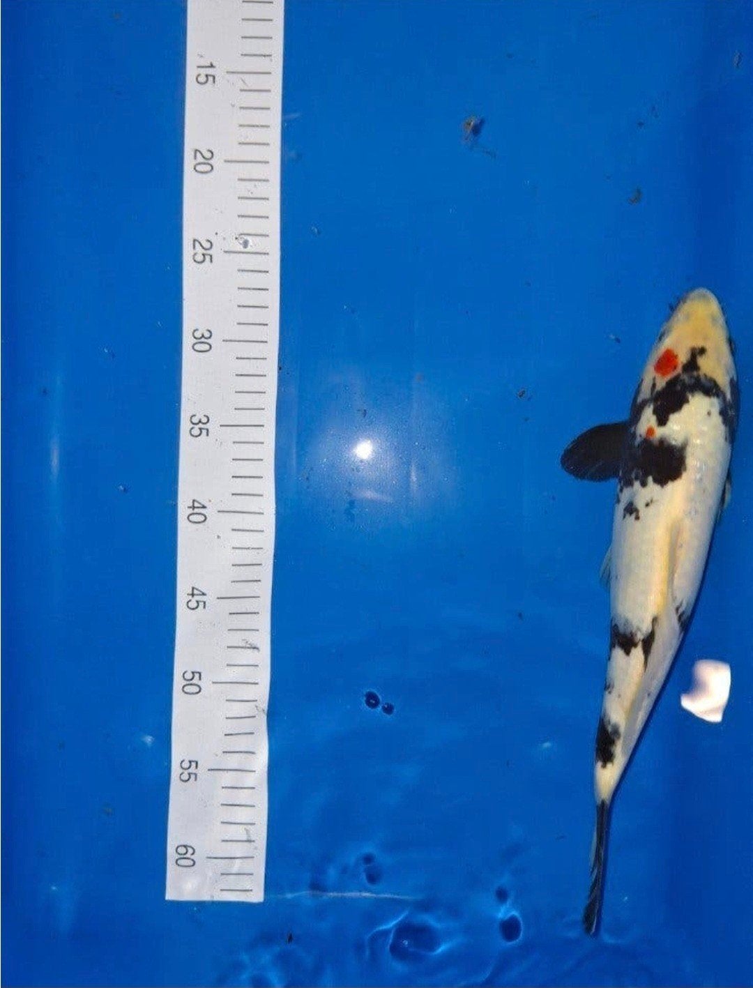 Koi., Karper of Koi