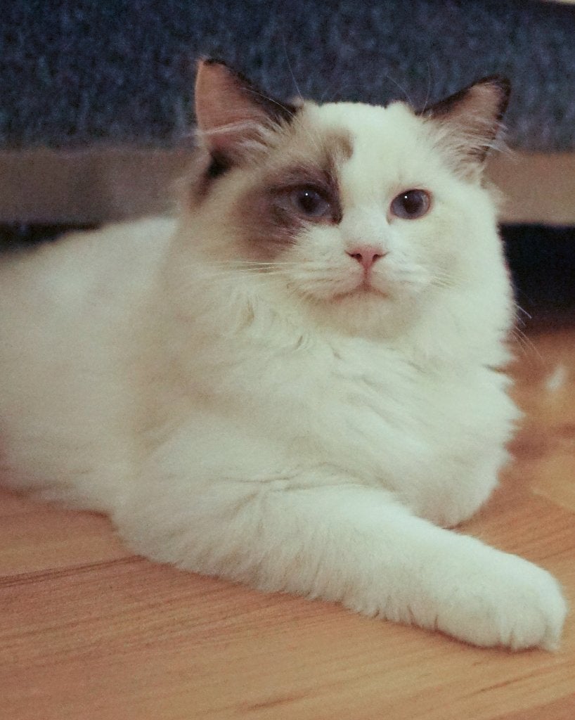 Mooie en unieke tortie/rode ragdoll kittens met stamboom, Meerdere dieren, Met stamboom, 0 tot 2 jaar