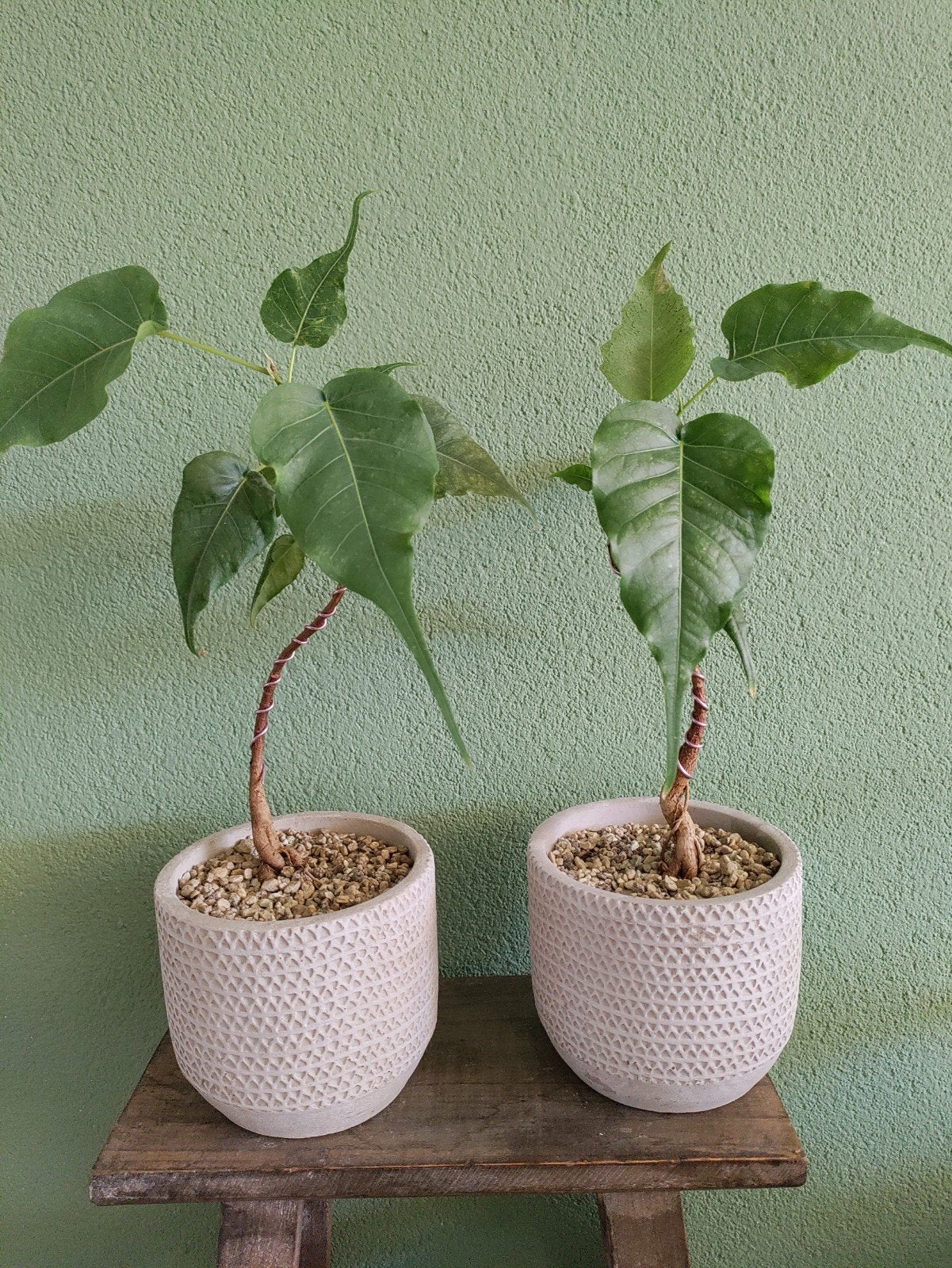 Bodhiboom 2x bonsai, Ophalen, Overige soorten, Halfschaduw