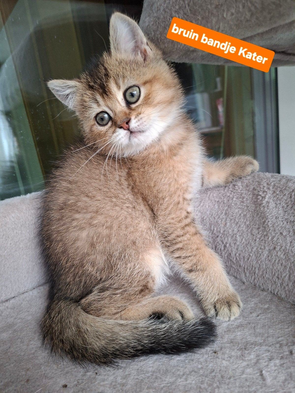 Britse Korthaar Golden Shaded kittens, Dieren en Toebehoren, Katten en Kittens | Raskatten | Korthaar, Kater, Ontwormd, 0 tot 2 jaar