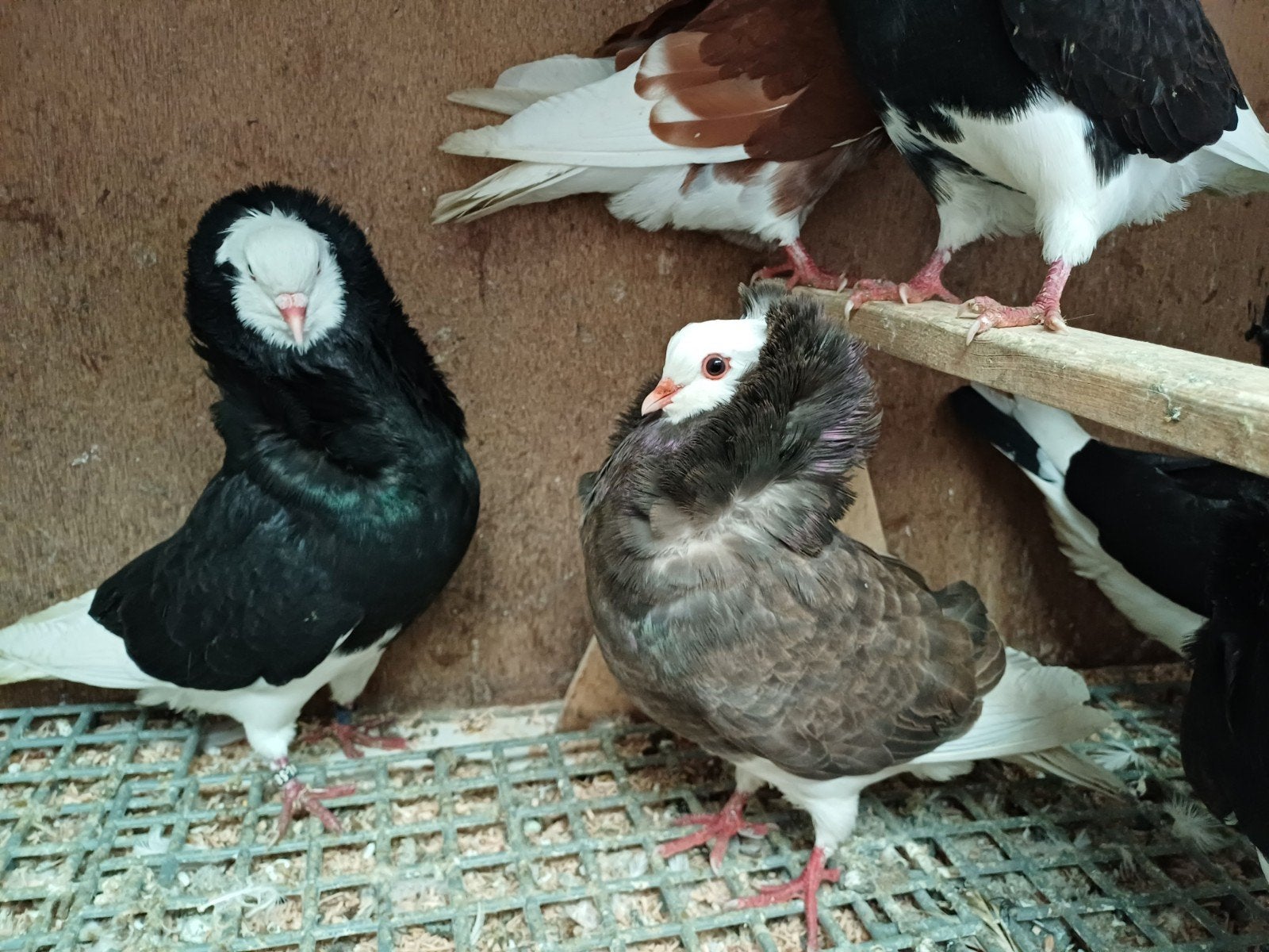 6 capucijn duiven samen €20, Dieren en Toebehoren, Meerdere dieren