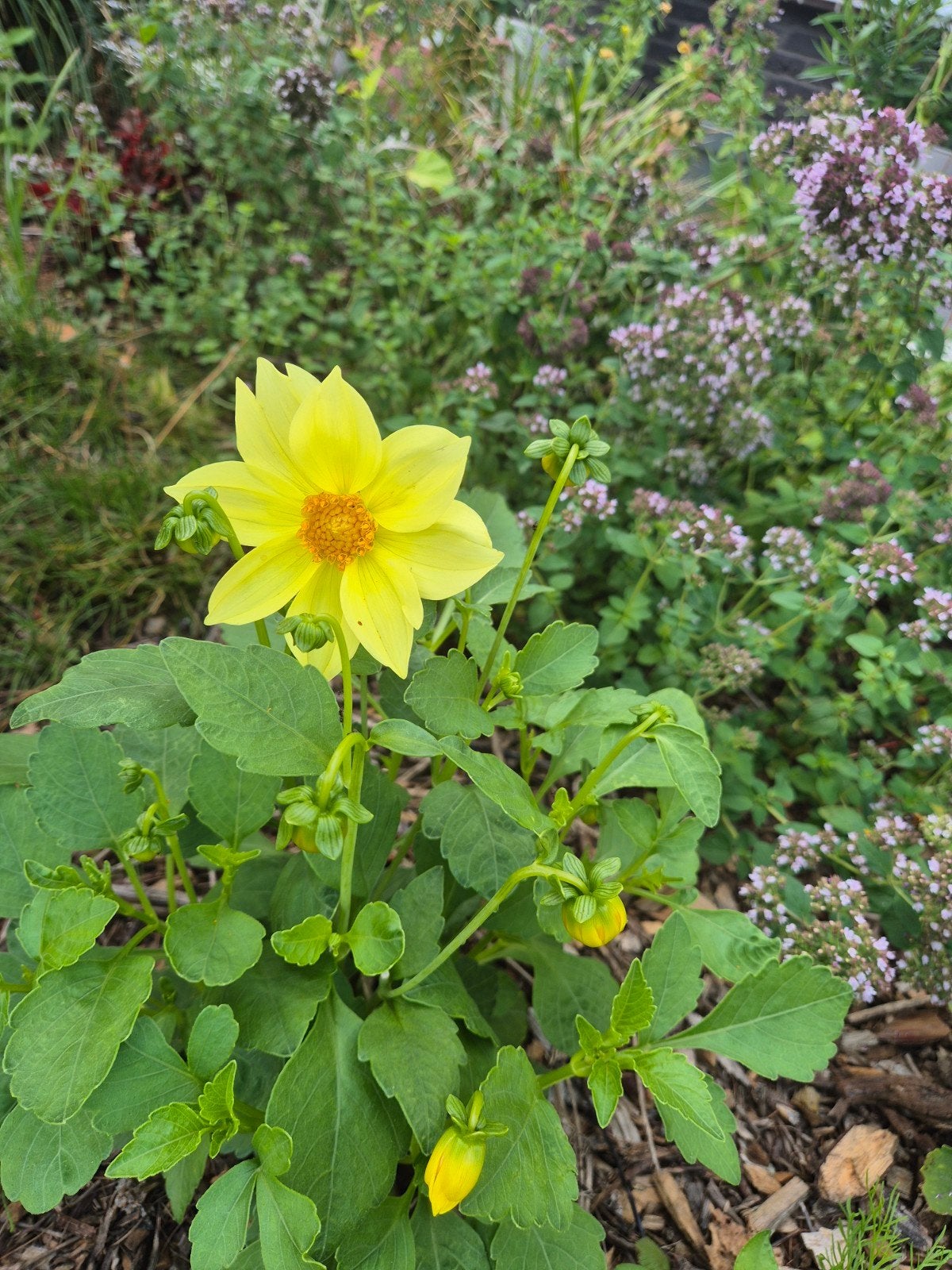 Biologische Dahlia Knol - Open Bloemig & Insectvriendelijk, Ophalen of Verzenden, Overige soorten, Volle zon